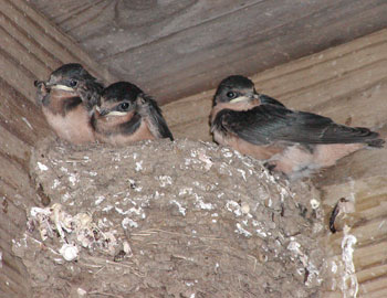 Baby Barn Swallows